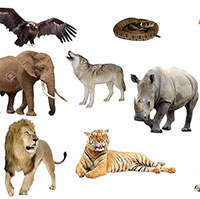 Giáo án mầm non: Hãy làm bạn với thú rừng