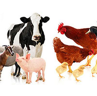 Giáo án mầm non: Phân biệt gia súc gia cầm