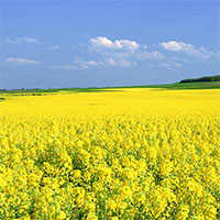 Dàn ý phân tích tác phẩm Cải ơi