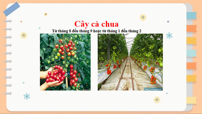 PowerPoint Công nghệ 7 Bài 3