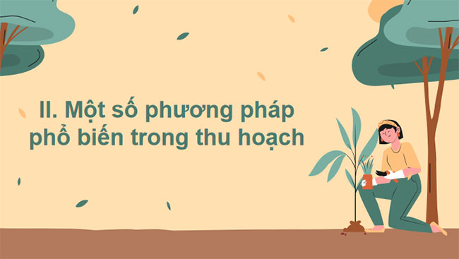 Thu hoạch sản phẩm trồng trọt