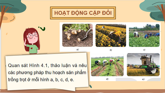 Thu hoạch sản phẩm trồng trọt