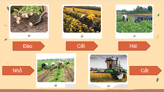 Thu hoạch sản phẩm trồng trọt