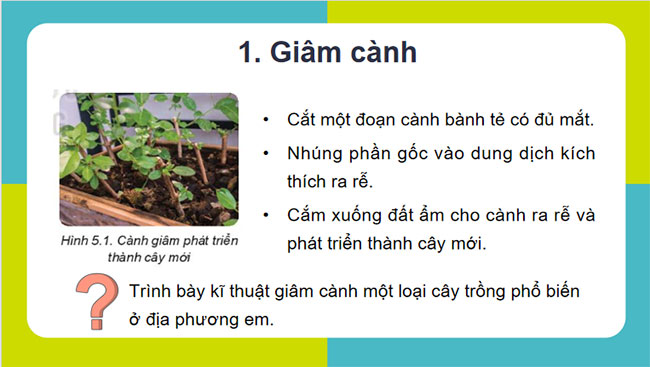 Nhân giống vô tính cây trồng