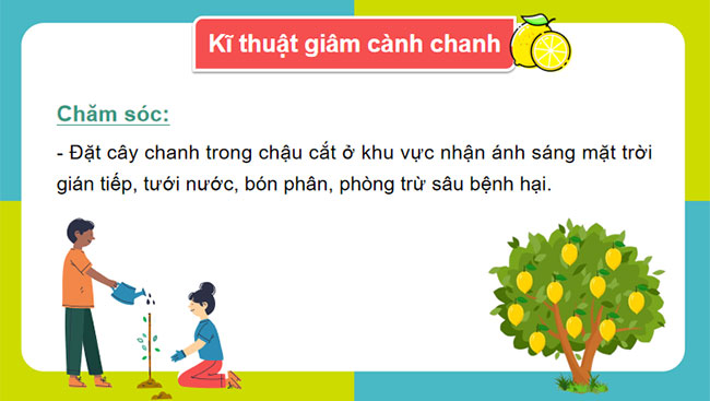 Nhân giống vô tính cây trồng