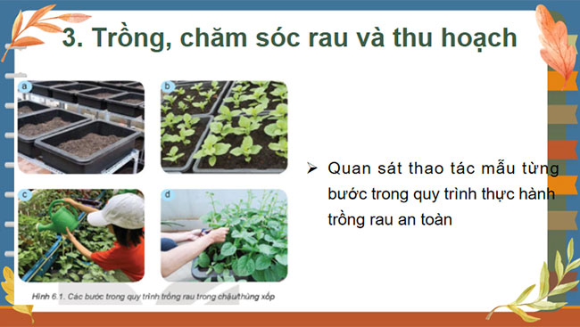 Dự án trồng rau an toàn