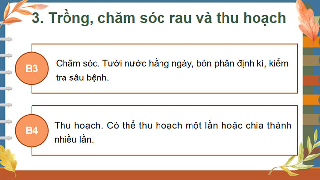 Dự án trồng rau an toàn
