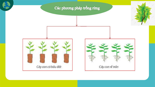 Trồng chăm sóc và bảo vệ rừng