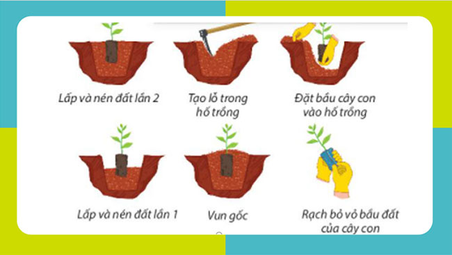 Trồng chăm sóc và bảo vệ rừng