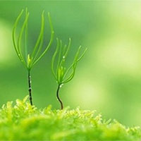 PowerPoint Công nghệ 7 Bài 3: Gieo trồng chăm sóc và phòng trừ sâu bệnh cho cây trồng