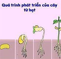 Giáo án mầm non: Quá trình phát triển của cây