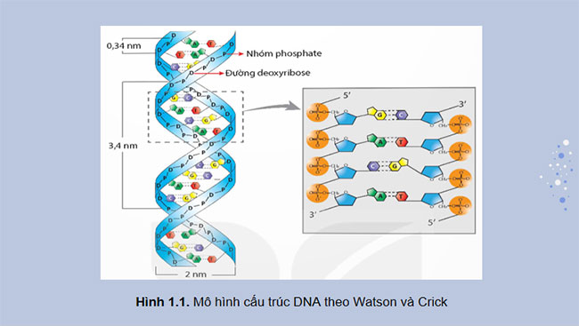 DNA và cơ chế tái bản DNA