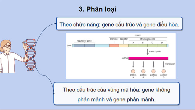 Gene quá trình truyền đạt thông tin di truyền và hệ gene