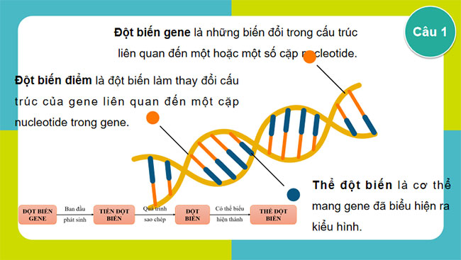 Đột biến gene