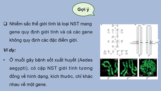 Di truyền giới tính và di truyền liên kết với giới tính
