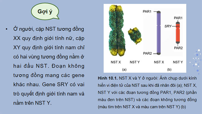 Di truyền giới tính và di truyền liên kết với giới tính
