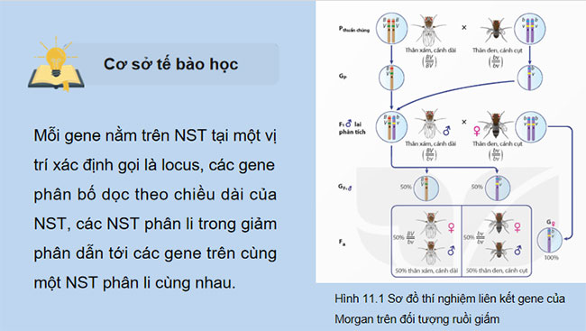 Liên kết gene và hoán vị gene