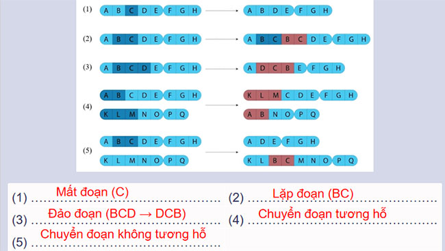 Đột biến nhiễm sắc thể