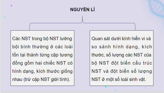 Thực hành Quan sát một số dạng đột biến nhiễm sắc thể