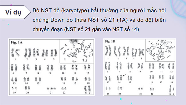 Thực hành Quan sát một số dạng đột biến nhiễm sắc thể
