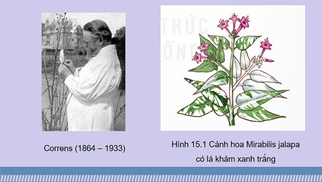 Di truyền gene ngoài nhân