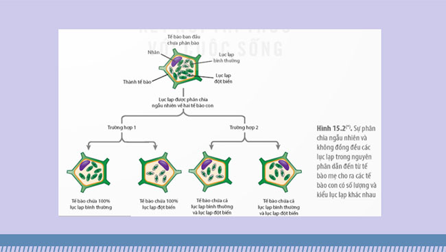 Di truyền gene ngoài nhân