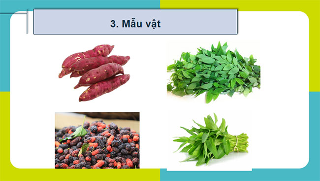 Thực hành Thí nghiệm về thường biến ở cây trồng