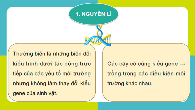 Thực hành Thí nghiệm về thường biến ở cây trồng