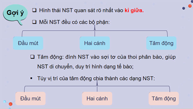 Cấu trúc và chức năng của nhiễm sắc thể