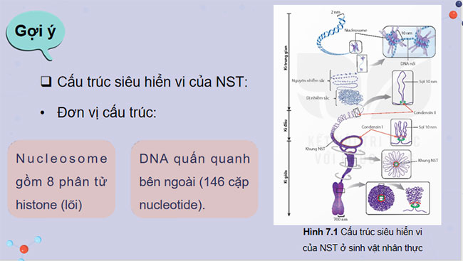 Cấu trúc và chức năng của nhiễm sắc thể