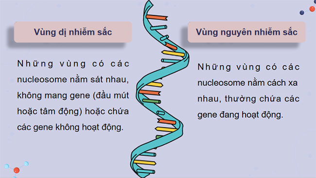 Cấu trúc và chức năng của nhiễm sắc thể