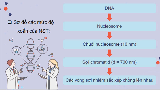 Cấu trúc và chức năng của nhiễm sắc thể