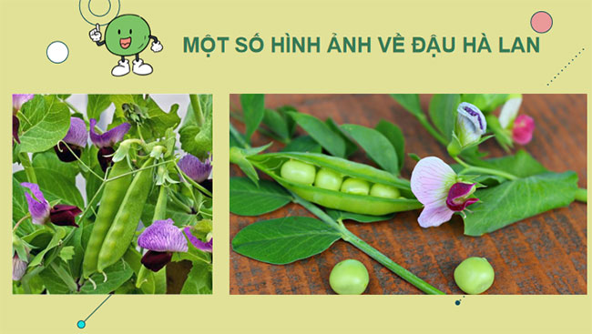 Học thuyết di truyền của Mendel
