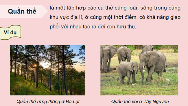 Di truyền quần thể