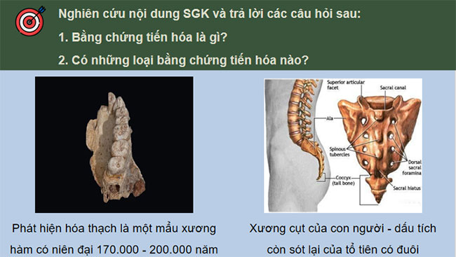 Các bằng chứng tiến hoá