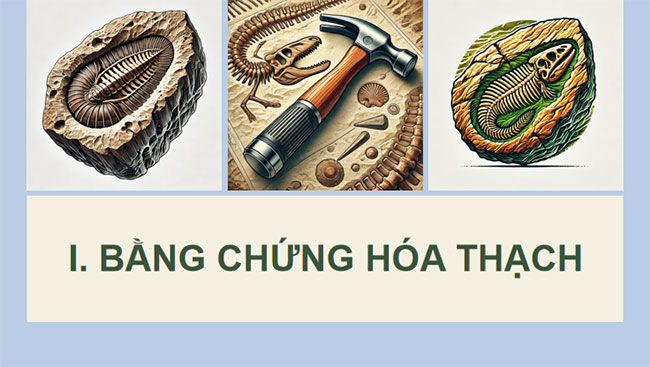 Các bằng chứng tiến hoá