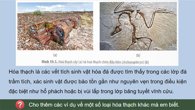 Các bằng chứng tiến hoá