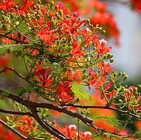 Nghị quyết 1669/NQ-UBTVQH15 2025 về việc sắp xếp các đơn vị hành chính cấp xã của thành phố Hải Phòng