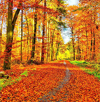 PowerPoint Ngữ Văn 11 Bài 6: Đây mùa thu tới