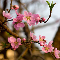 PowerPoint Ngữ Văn 11 Bài 7: Thương nhớ mùa xuân