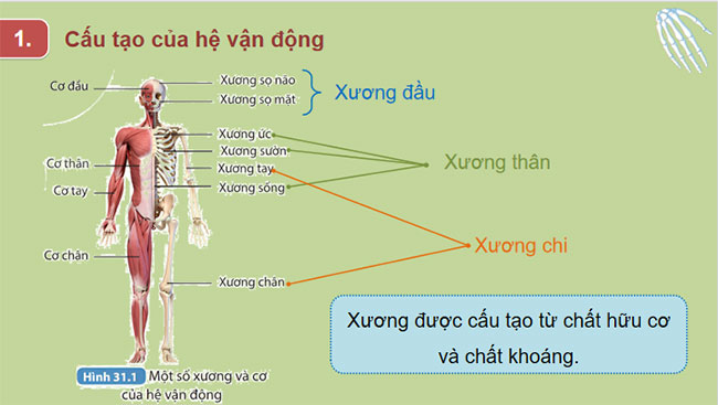  Hệ vận động ở người