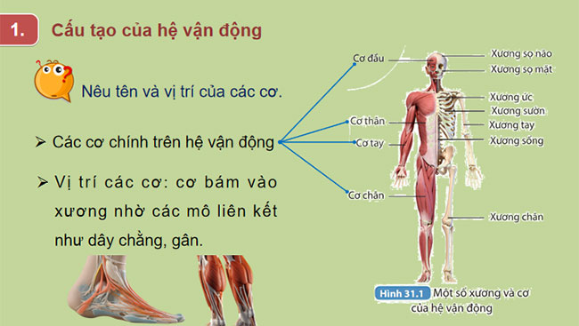  Hệ vận động ở người