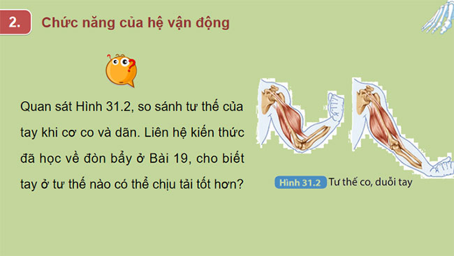  Hệ vận động ở người