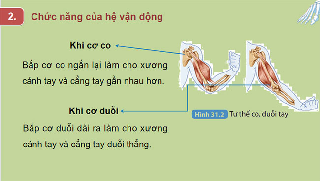  Hệ vận động ở người