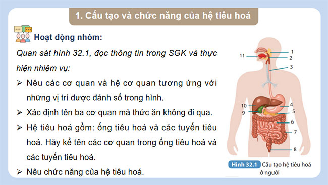  Dinh dưỡng và tiêu hóa ở người
