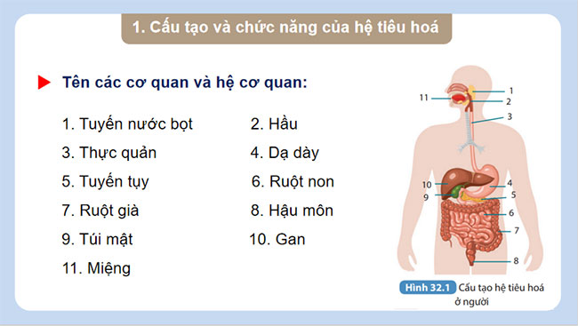  Dinh dưỡng và tiêu hóa ở người
