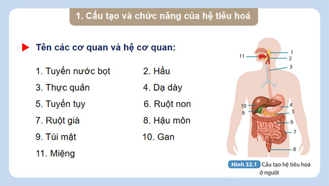  Dinh dưỡng và tiêu hóa ở người