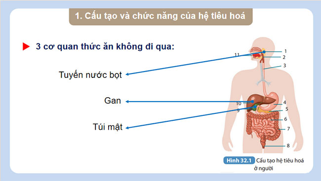  Dinh dưỡng và tiêu hóa ở người