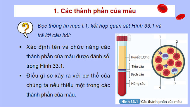  Máu và hệ tuần hoàn của cơ thể người