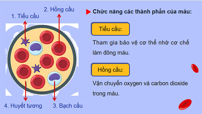 Máu và hệ tuần hoàn của cơ thể người